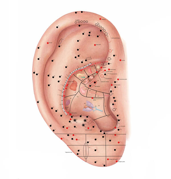 chart of ear acupuncture points