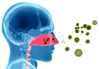 3d image of pollen entering sinuses