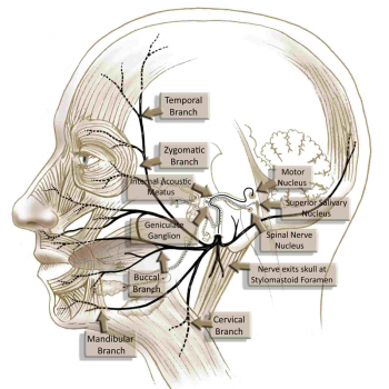 anatomical diagram of facial nerves