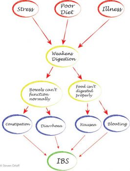 flow chart of IBS development